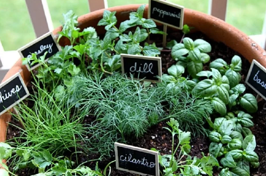 Services including herb farm stays and workshops