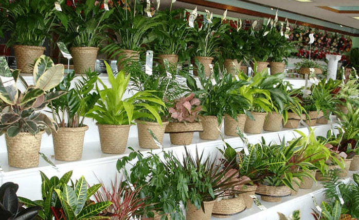 Selection of healthy plants on wooden shelves