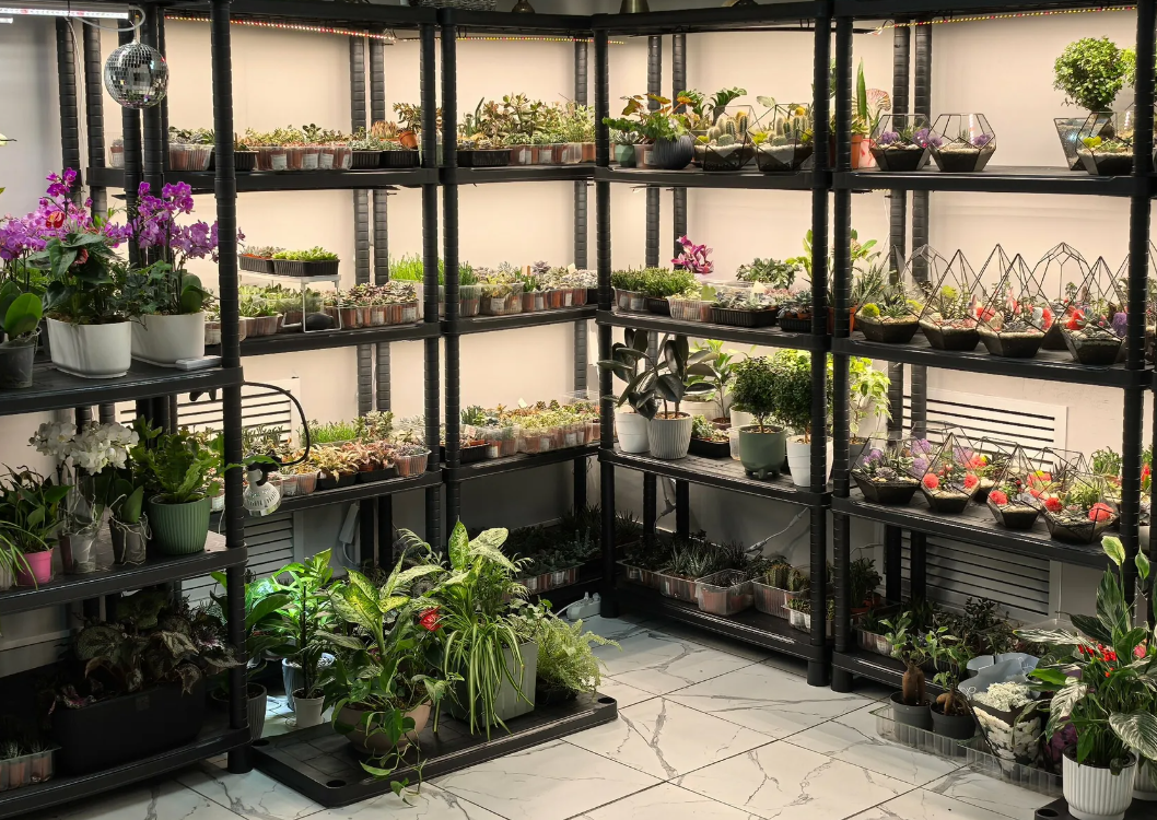Curated rare plant display wall