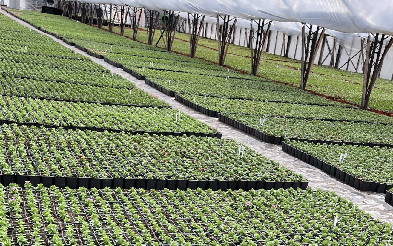 Farm team inspecting seedling quality in Ghent