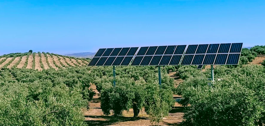 Olive trees with discreet solar installation nearby